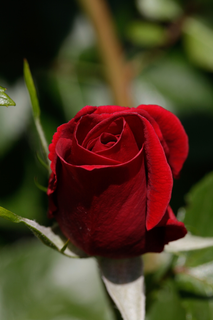 Für Dich soll's rote Rosen regnen...