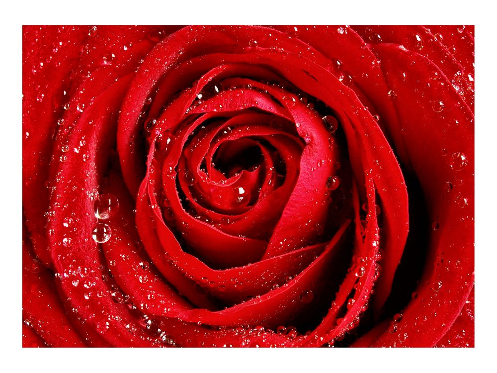 Für dich soll's rote Rosen regnen... Foto & Bild | pflanzen, pilze