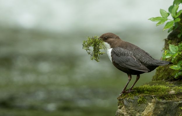 Für die 2. Brut des Jahres...