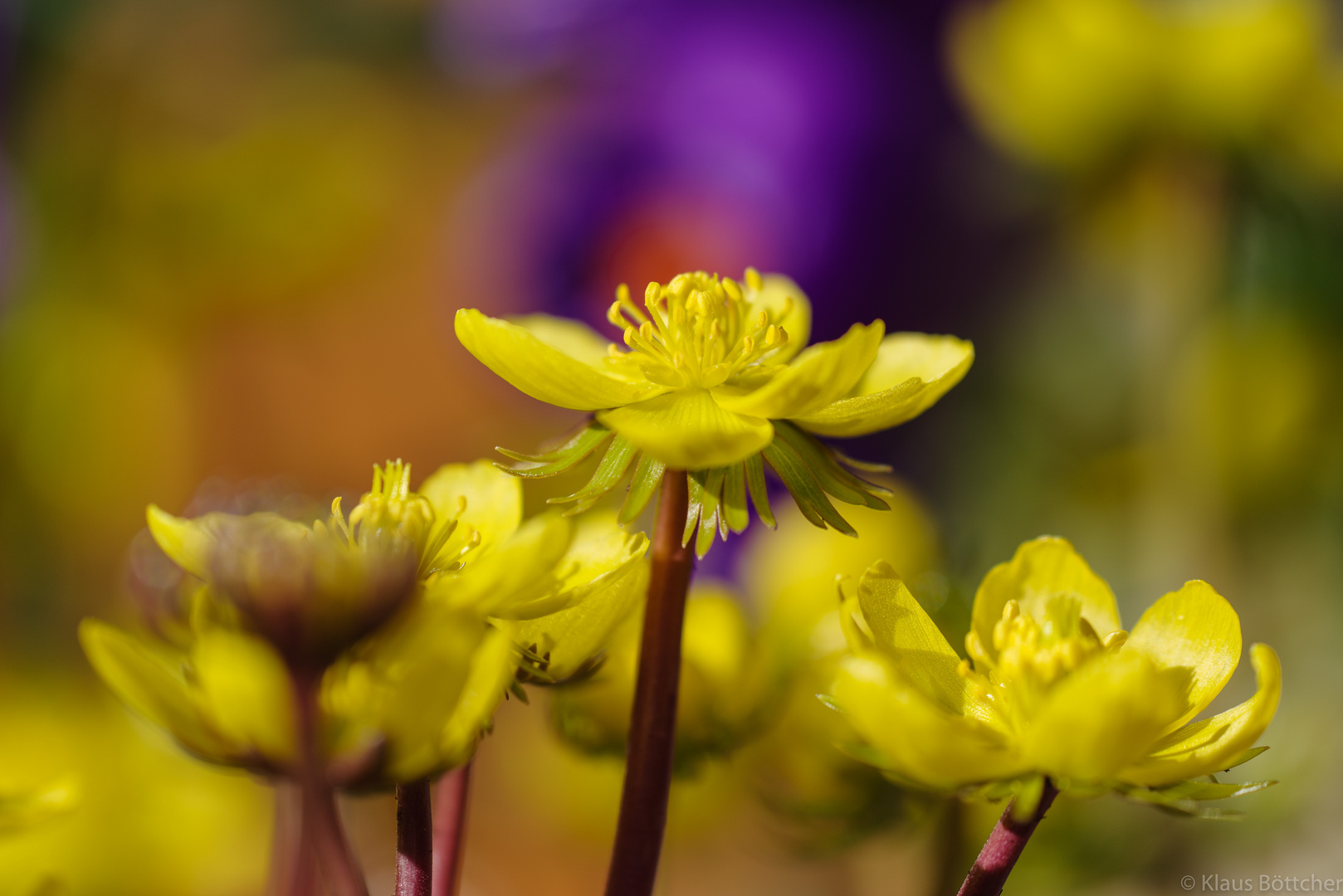 Für die Bienen...