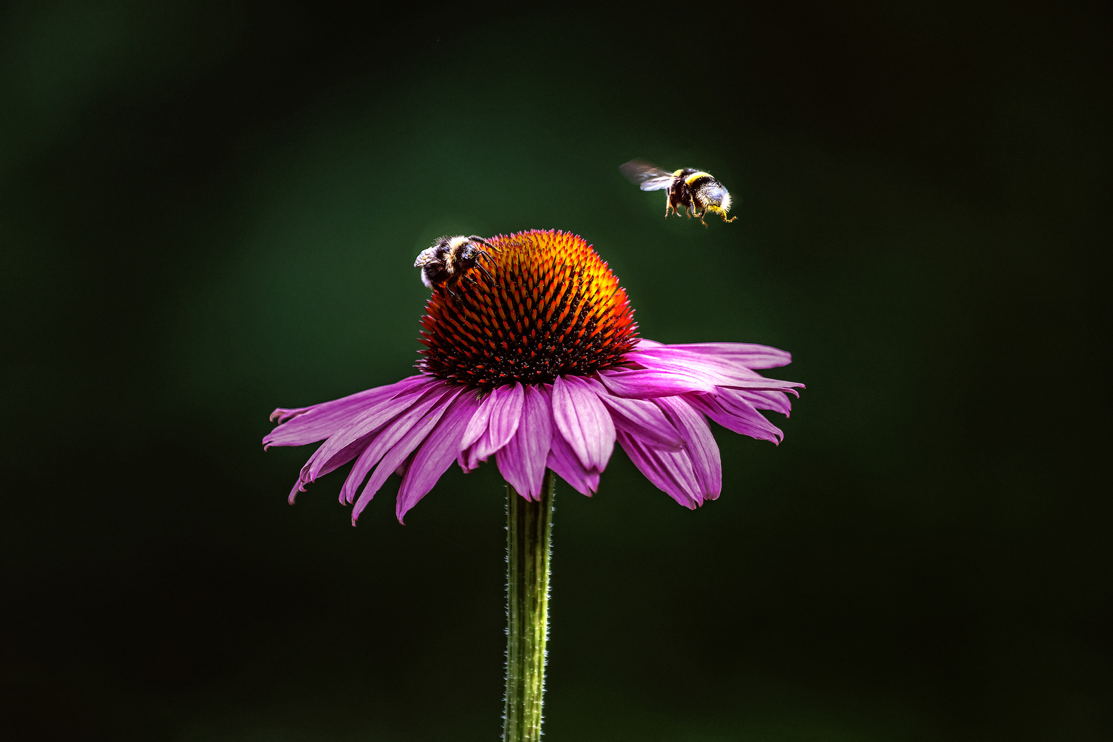 Für die Bienen