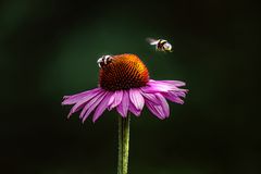 Für die Bienen