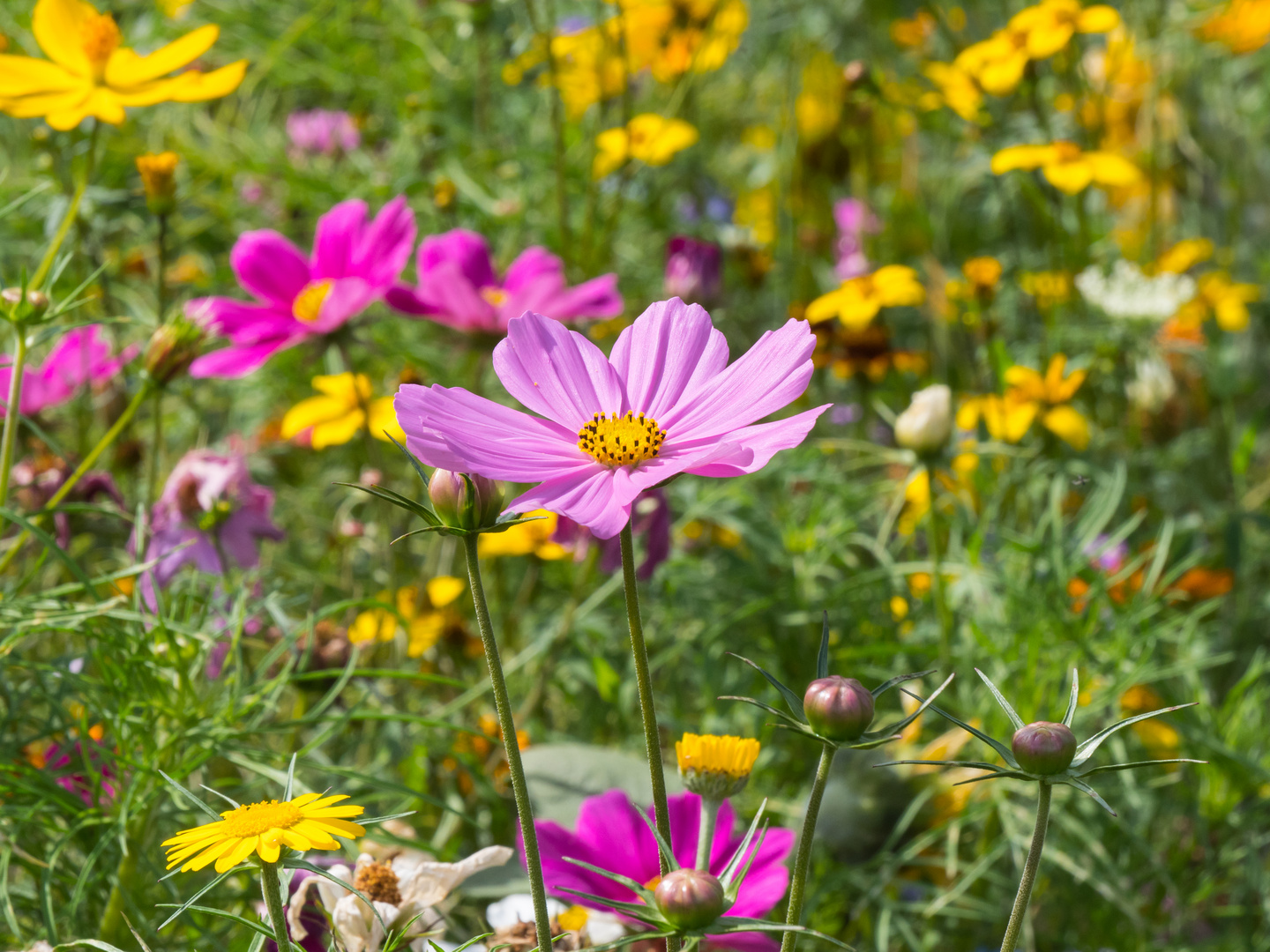 Für die Bienen