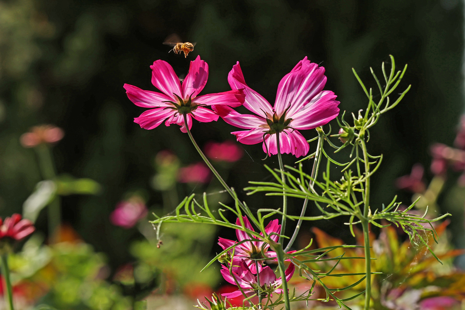 Für die Bienen