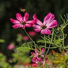 Für die Bienen