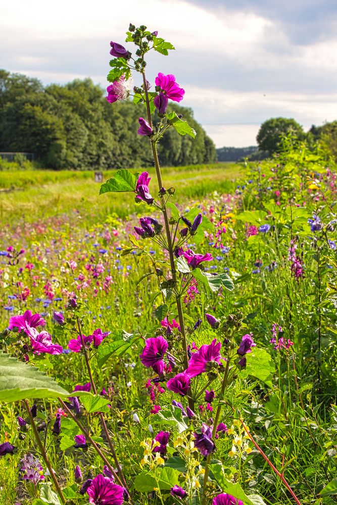 Für die Bienen, Hummel und Co. 