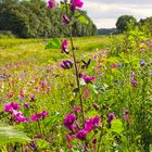 Für die Bienen, Hummel und Co. 