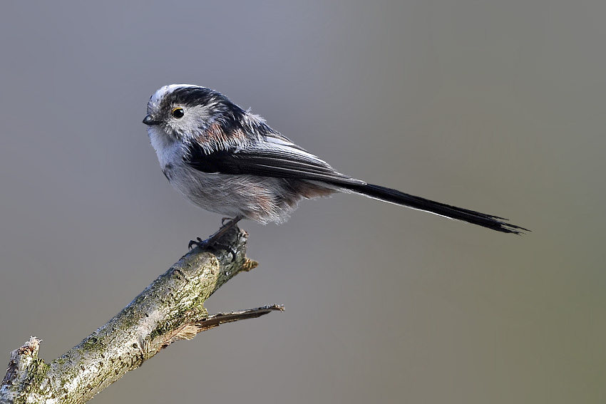 Für die Einen ist es nur ein ganz gewöhnlicher Vogel.........