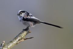 Für die Einen ist es nur ein ganz gewöhnlicher Vogel.........