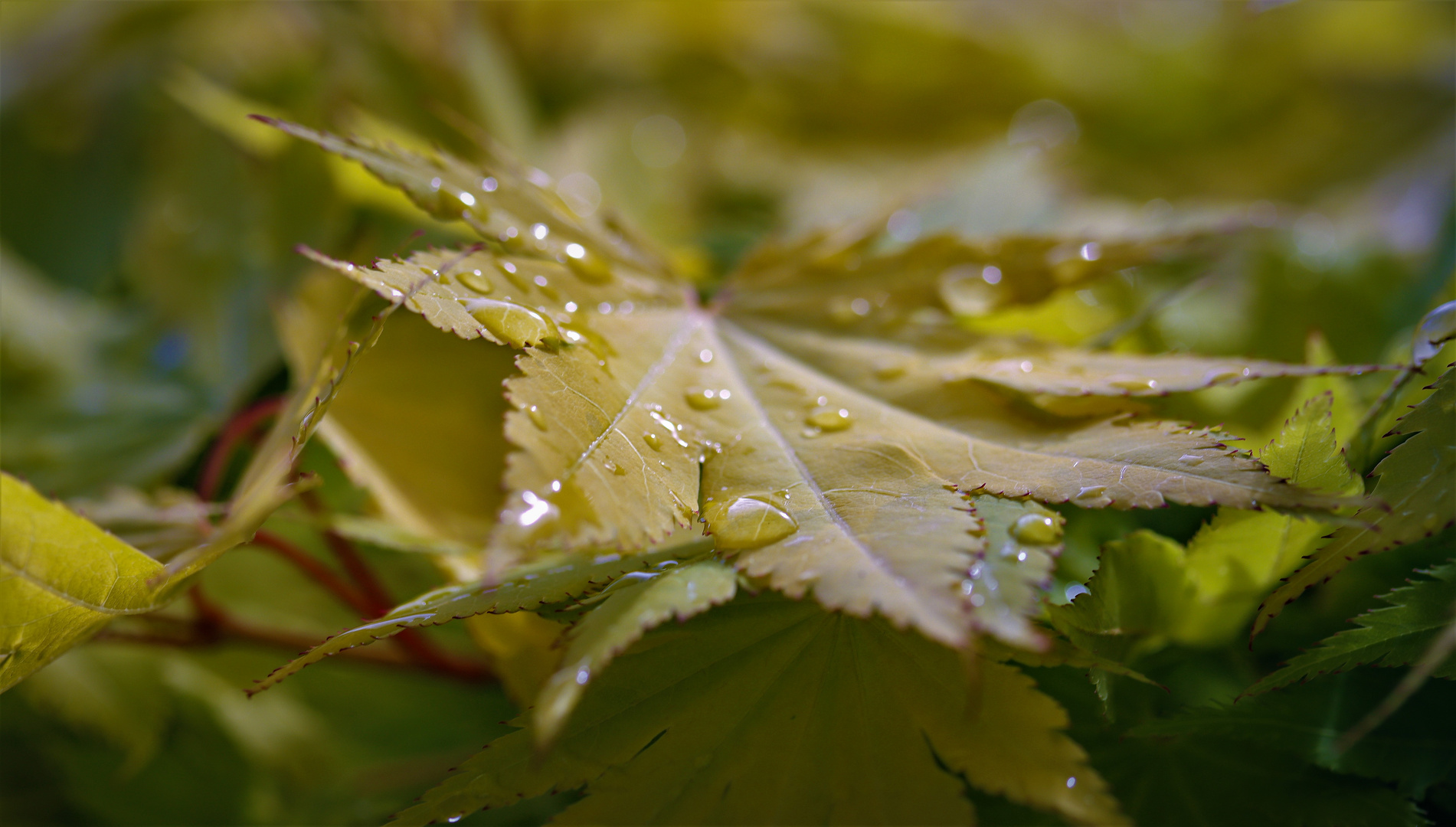 Für die Einen nur ein Blatt.........