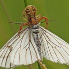 Für die ist keine Beute zu groß - Krabbenspinne