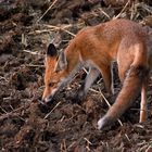 Für die Jagd benutzt....