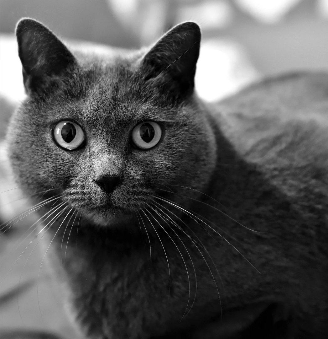 Für die Katz Foto & Bild spezial, dokumentation, natur Bilder auf