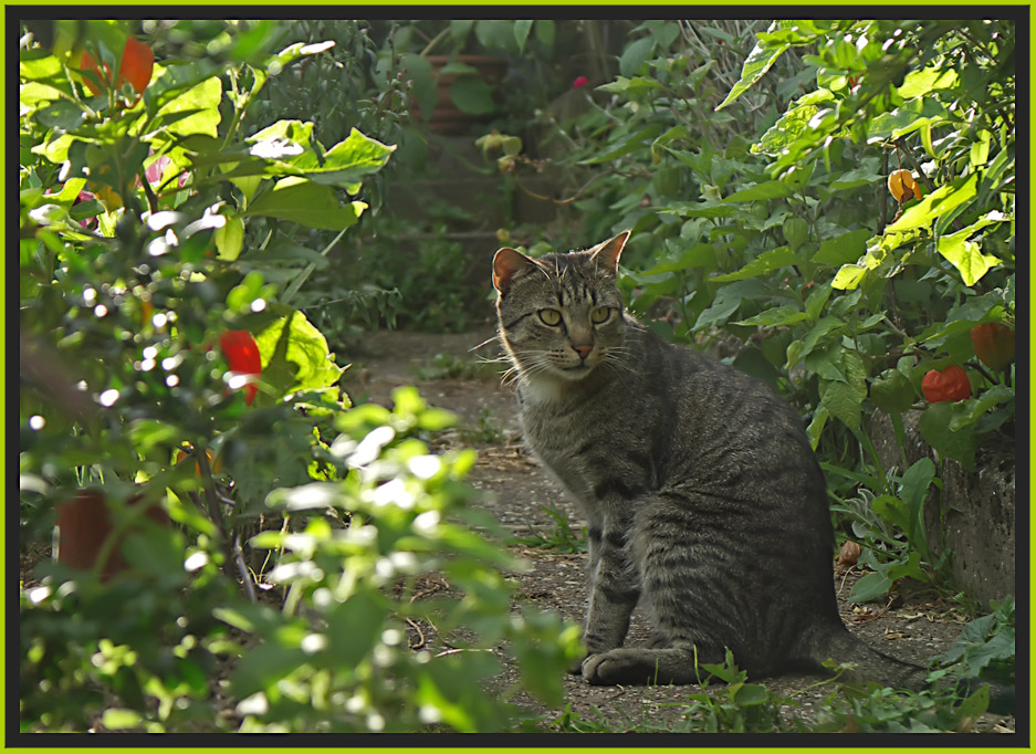 für die Katz