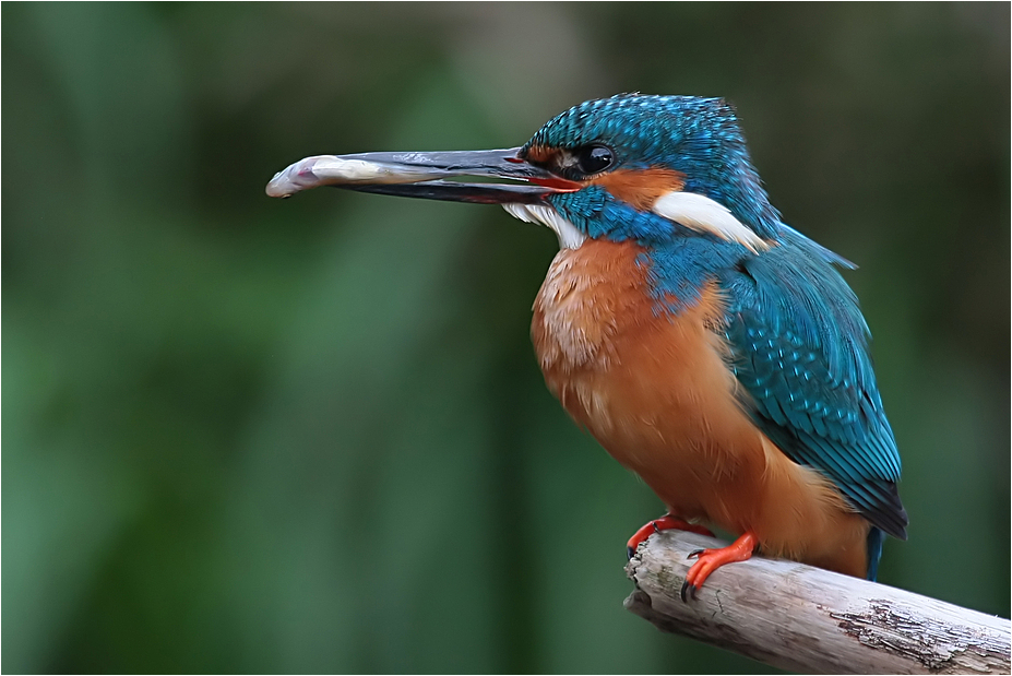 "Für die Kleinen" (Eisvogel - Alcedo atthis)