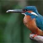 "Für die Kleinen" (Eisvogel - Alcedo atthis)