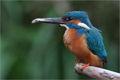 "Für die Kleinen" (Eisvogel - Alcedo atthis)