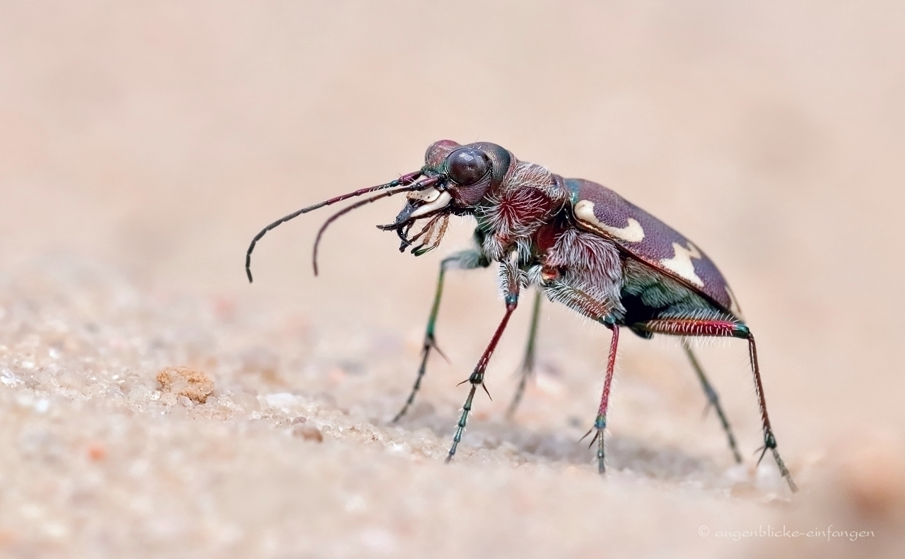 Für die Kraichgauer Drachenjäger