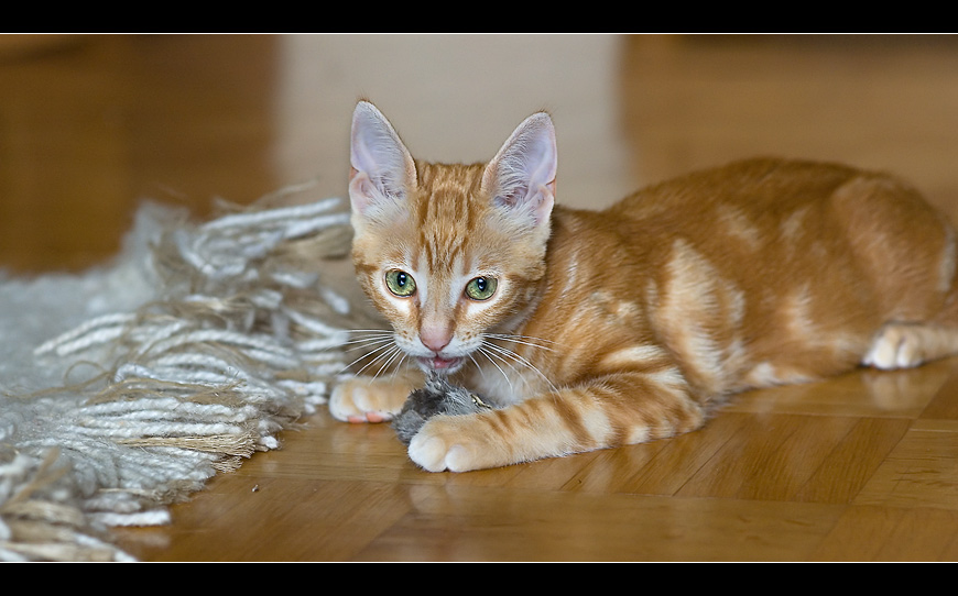 Für die Maus ist die Katze ein Löwe ...