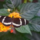 Für die meisten Vögel ungenießbar