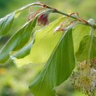 Für die nächste Wald-Generation