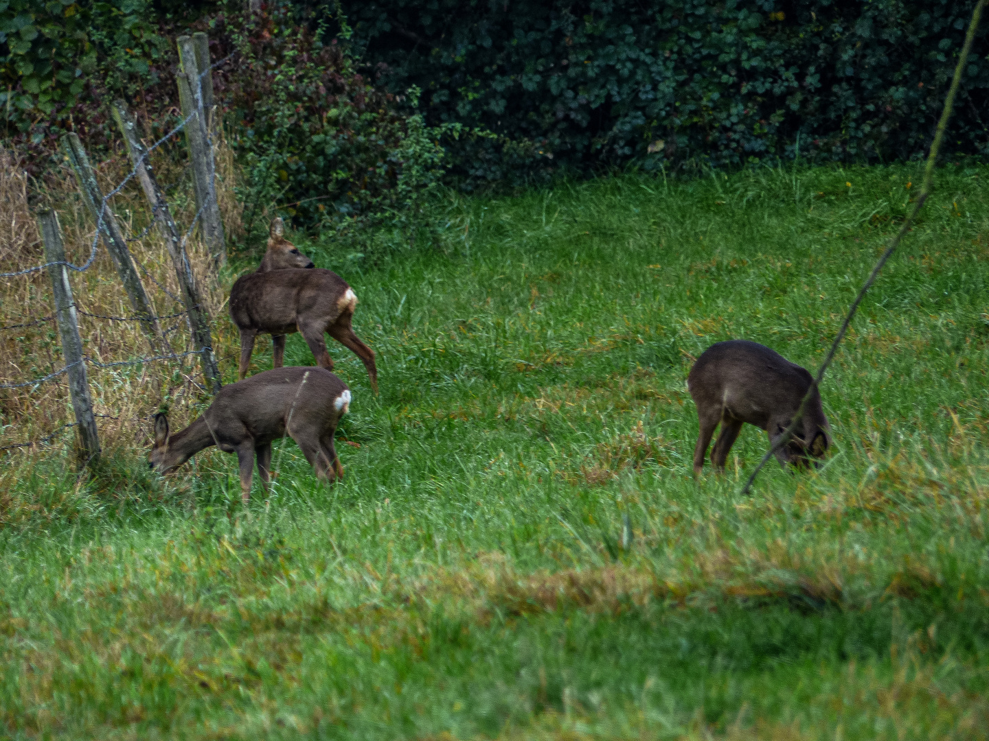 Für die Rehe...