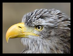 Für die Vogelfreunde...