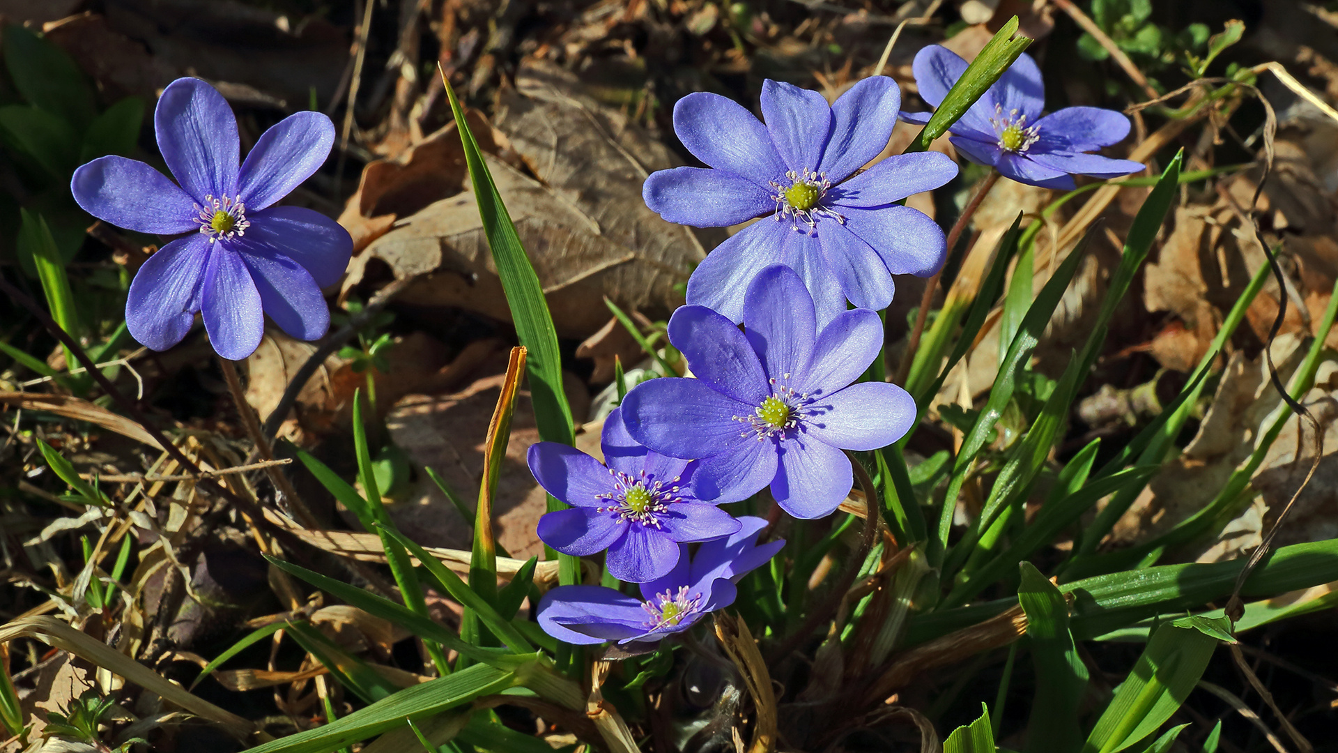 Für diese Aufnahmen der Leberblümchen, Hepatica nobiles bin ich gestern nach Tschechien gefahren...