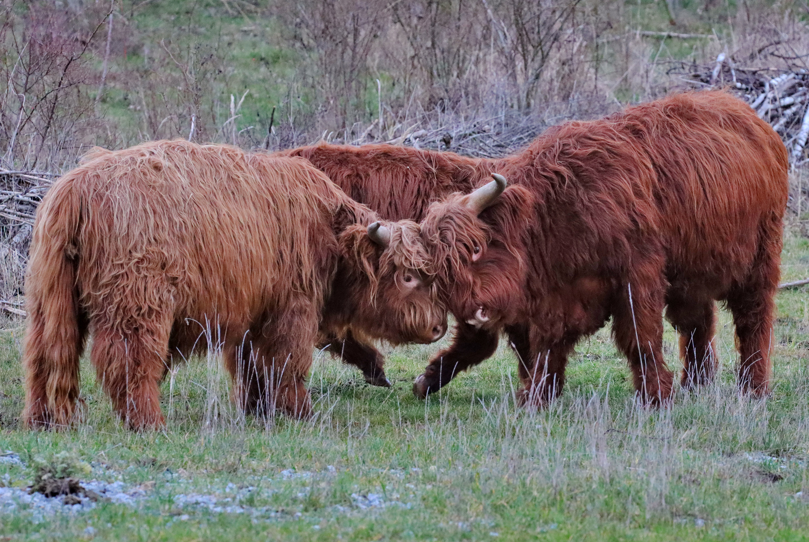 Für diese Highland Cattle...