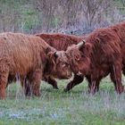 Für diese Highland Cattle...