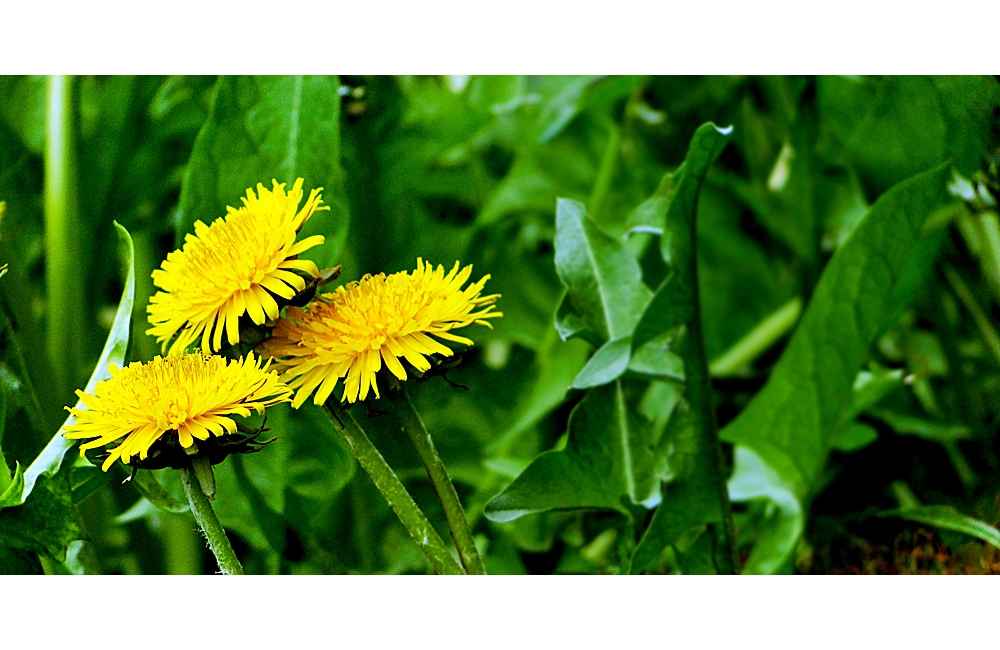 Für Eckehard, wegen der Farbe ;-)