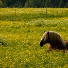 Für ein Foto stehe ich nicht auf! denn ich bin ein Schwarzwälder