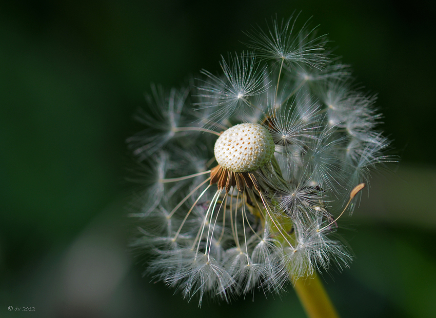 Für ein ganzes Blümchen