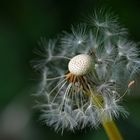 Für ein ganzes Blümchen