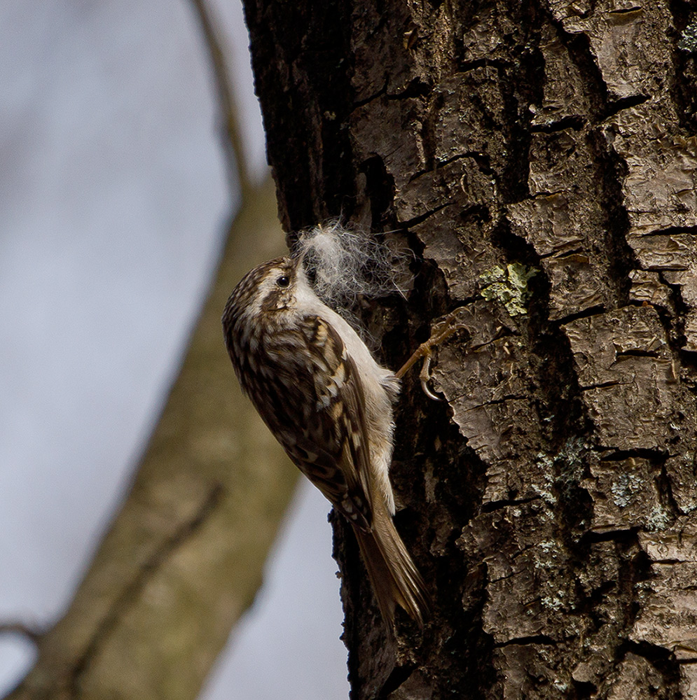 für ein kuscheliges Nest