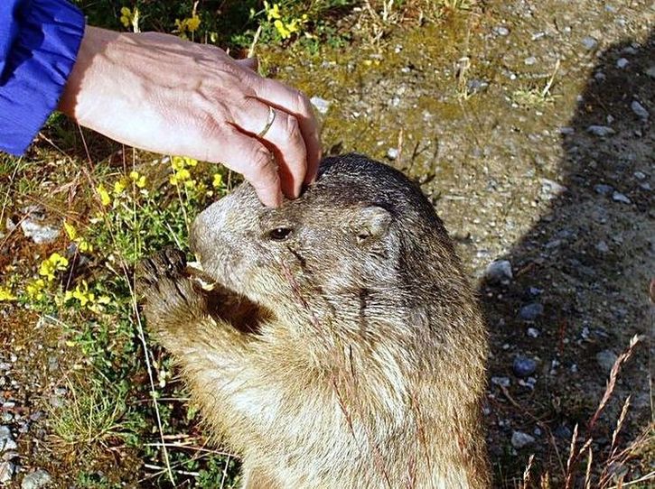 Für eine Erdnuß lassen sich einige wenige auch anfassen