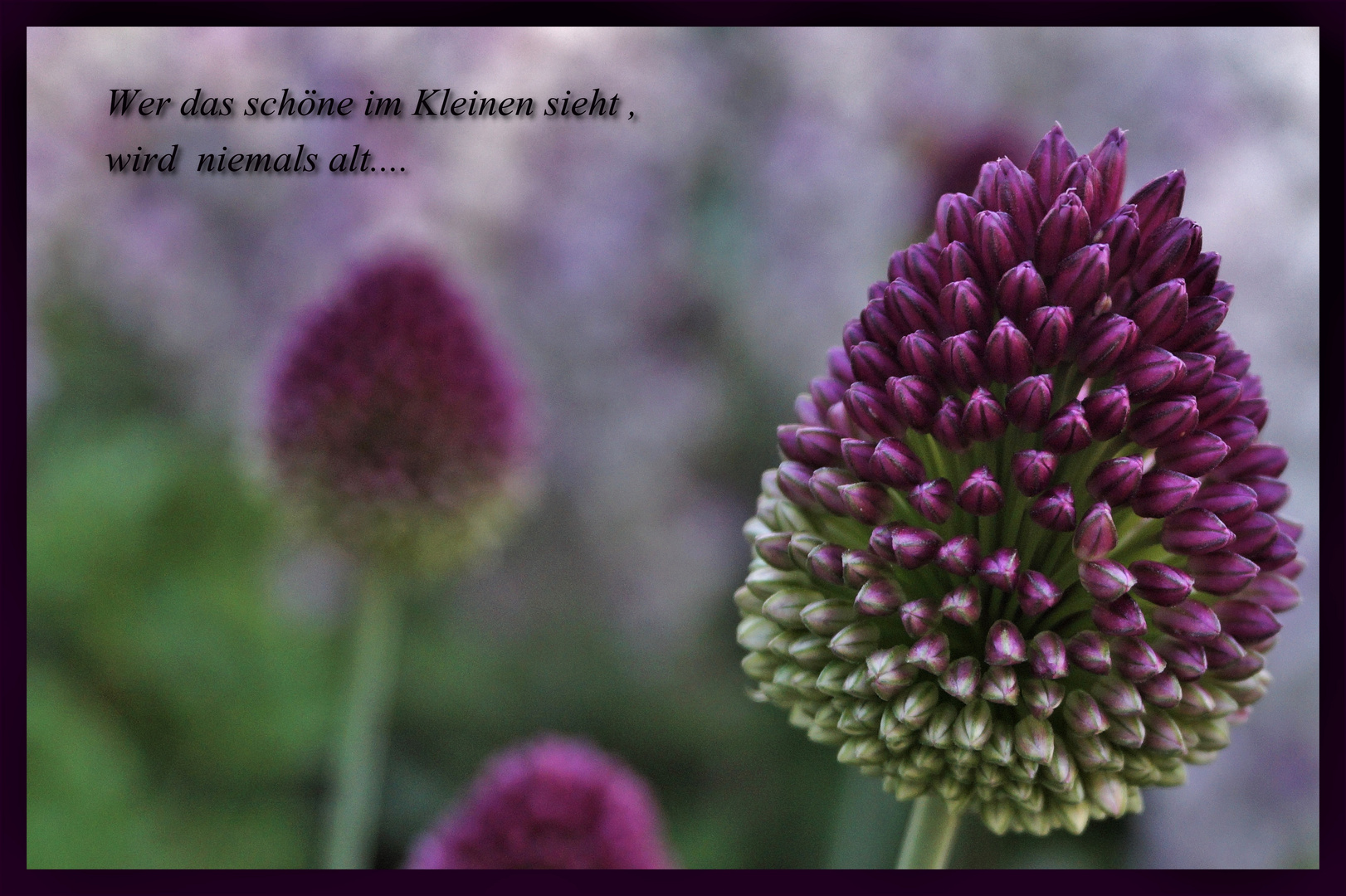 Fur Eine Liebe Freundin Foto Bild Natur Pflanzen Bluten Bilder Auf Fotocommunity