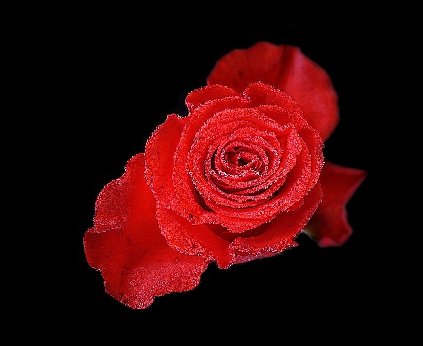 für eine rose