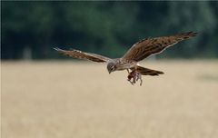 Für eine Wiesenweihe,...