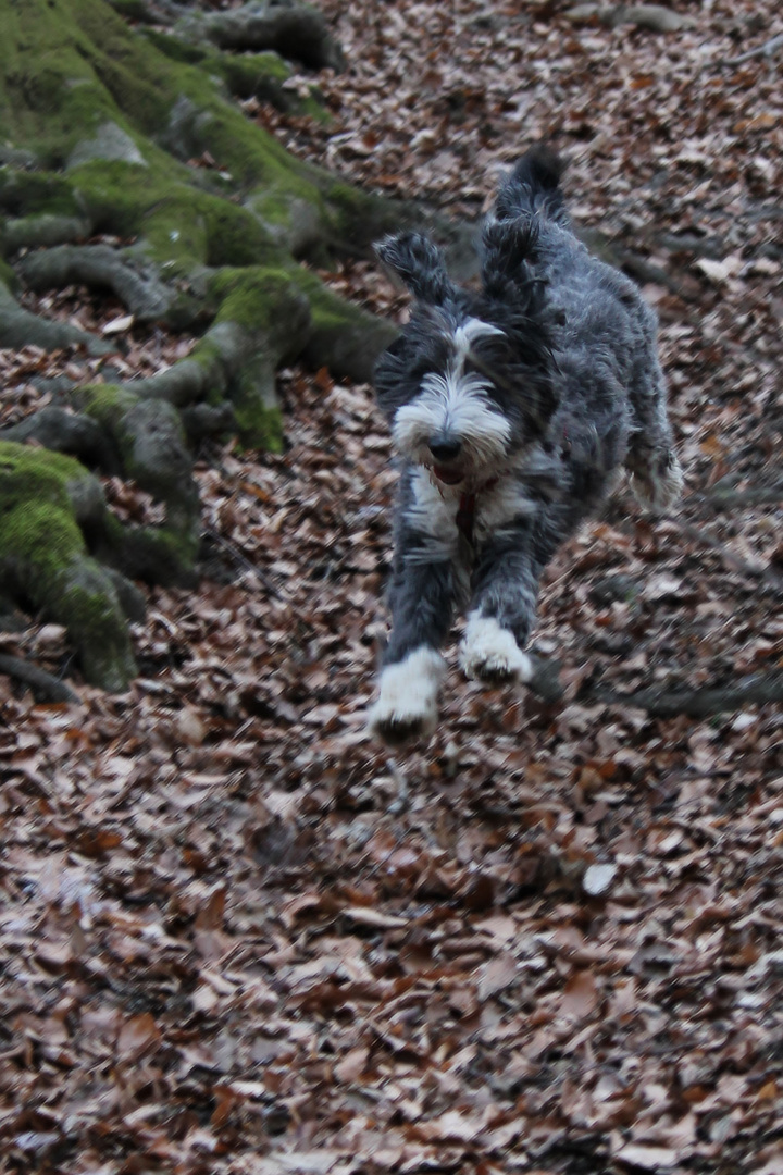 Für einen Hund is der Wald der größte Spielplatz!!!