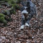 Für einen Hund is der Wald der größte Spielplatz!!!