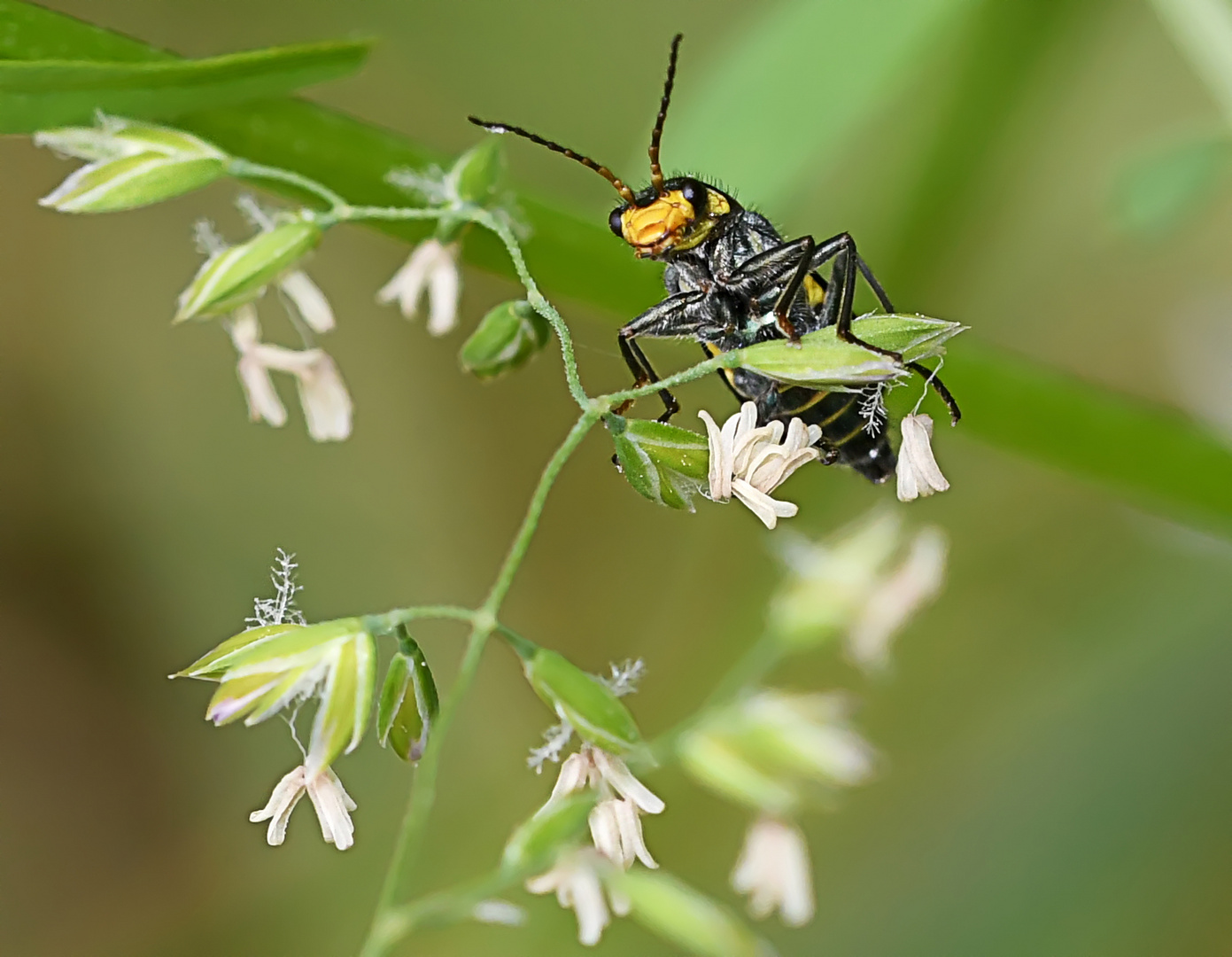 Für einen winzigen "Clanoptilus elegans" ...