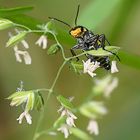 Für einen winzigen "Clanoptilus elegans" ...