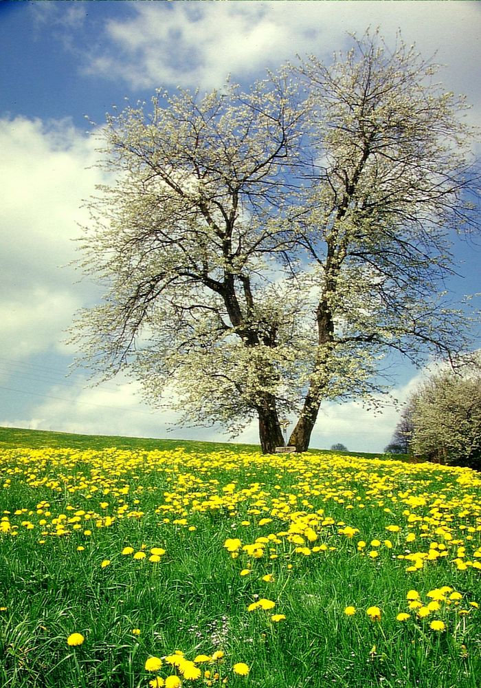 Für Emmi 14 einen Frühling Gruß aus Sachsenried