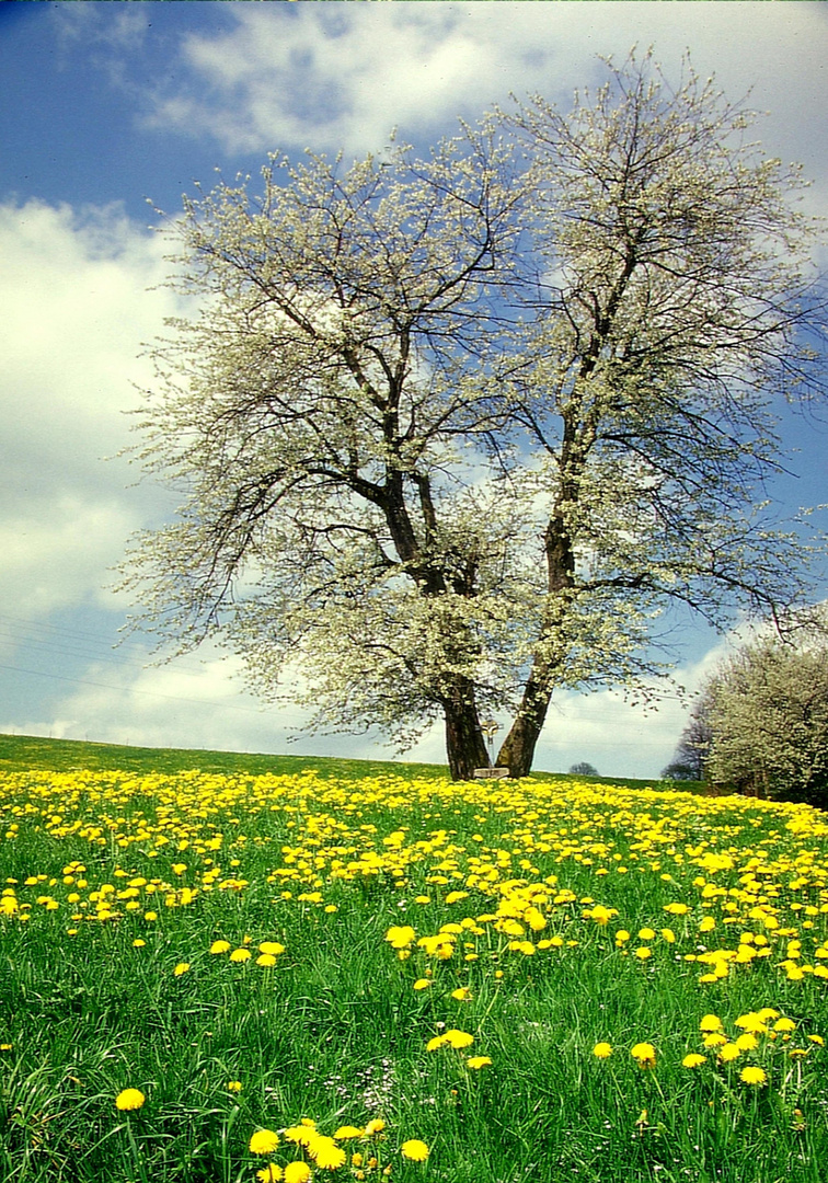 Für Emmi 14 einen Frühling Gruß aus Sachsenried