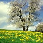 Für Emmi 14 einen Frühling Gruß aus Sachsenried