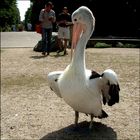 Für Erik und für Hans - Im Tanzschritt zum Fotoangriff auf das sich putzende Pelikanmodel