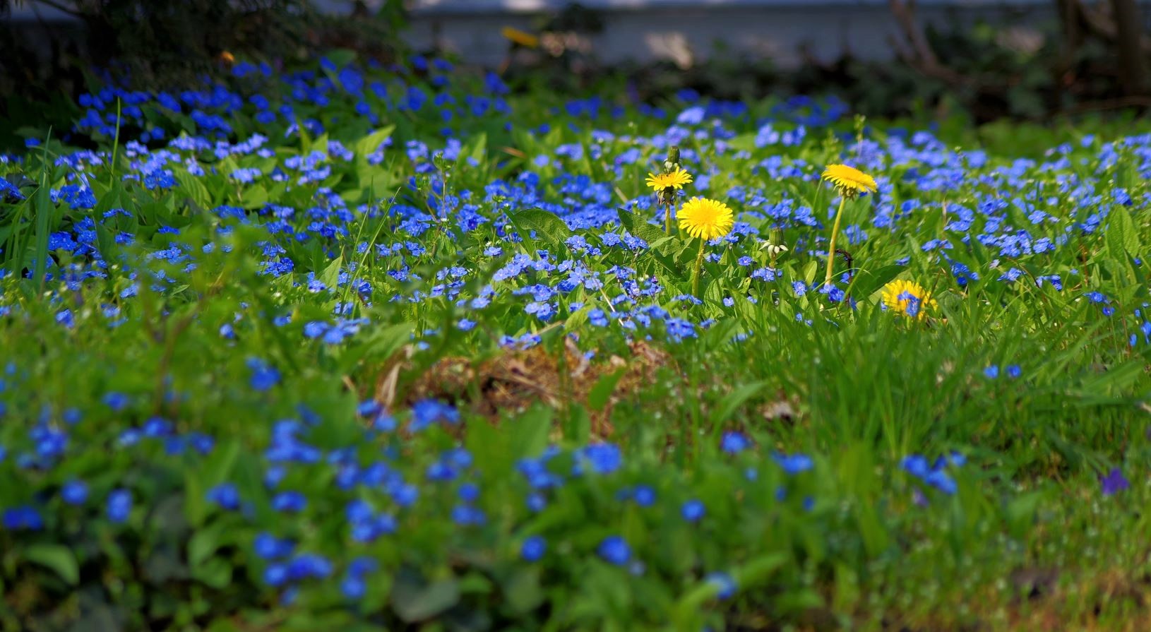 Für Euch heute ein Blumenmeer