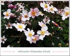 Für Euren Mittwochs-Blumen-Tag