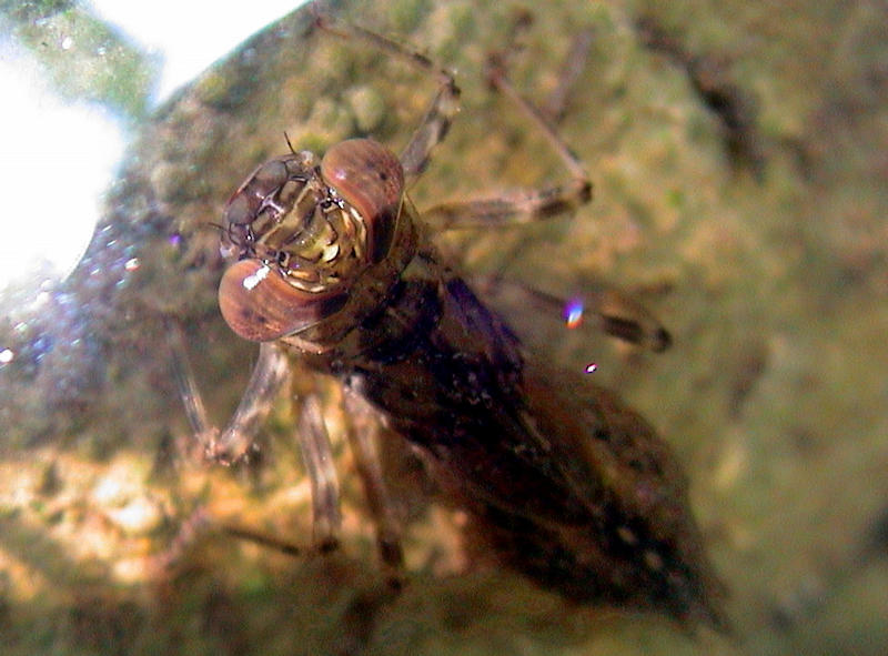 für Freaks...Libellenlarve im Wasser noch sind nur die augen schön